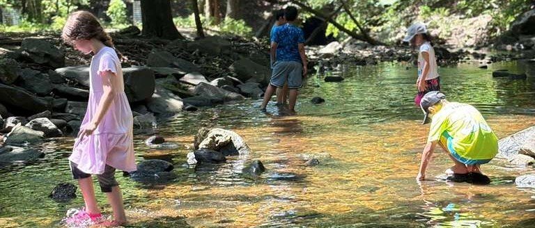 Wise Tree program image