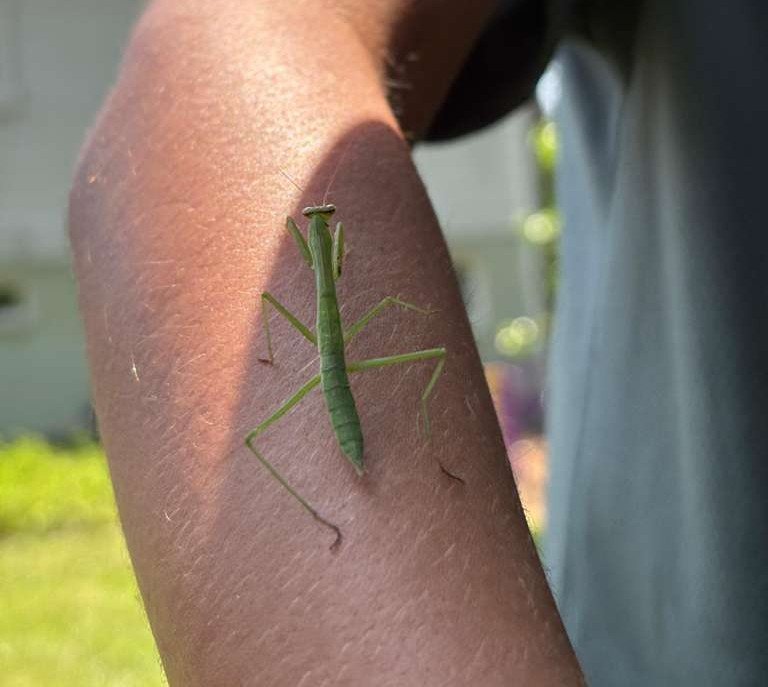 Wise Tree program image